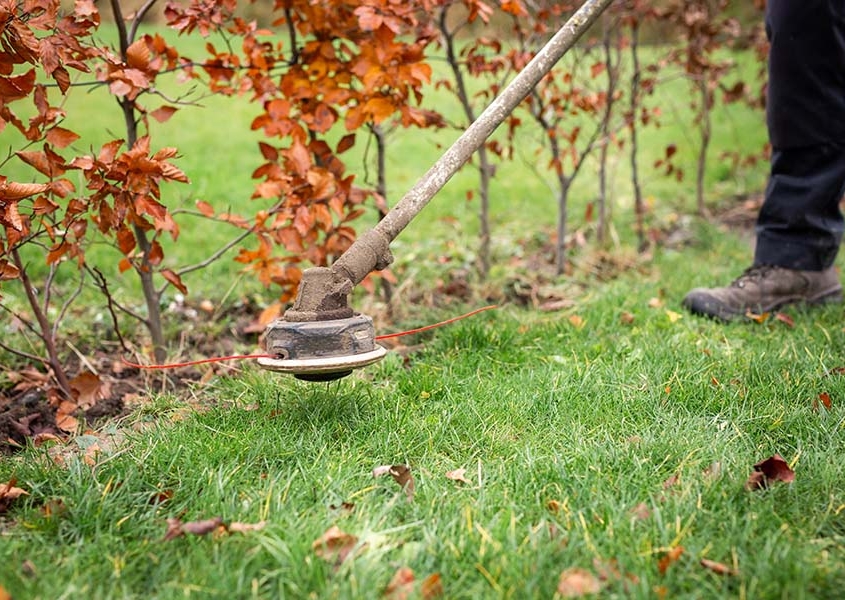 tuinonderhoud tips hovenier marcel